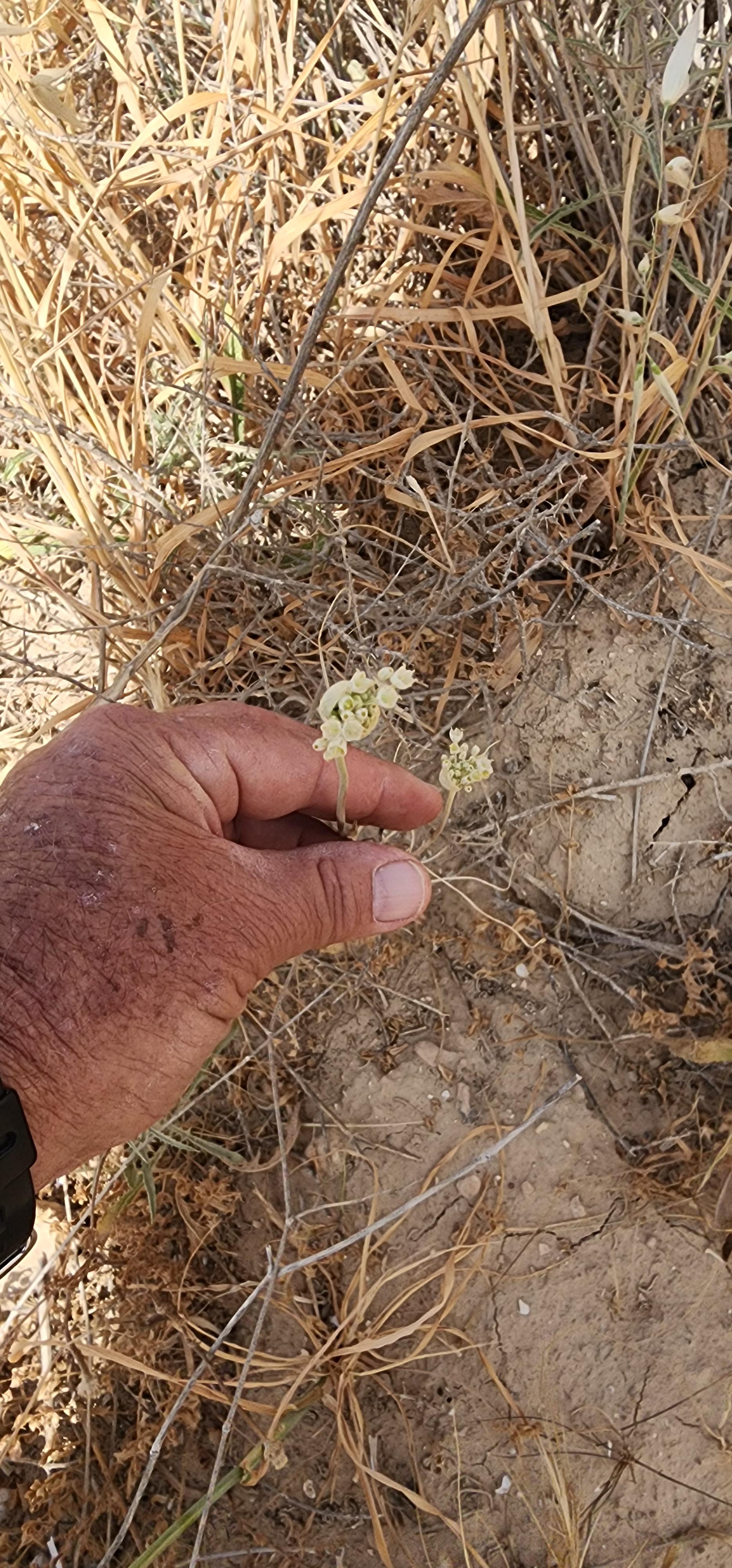 קובץ:2025-05-04T14 37 10.973102619798.jpg