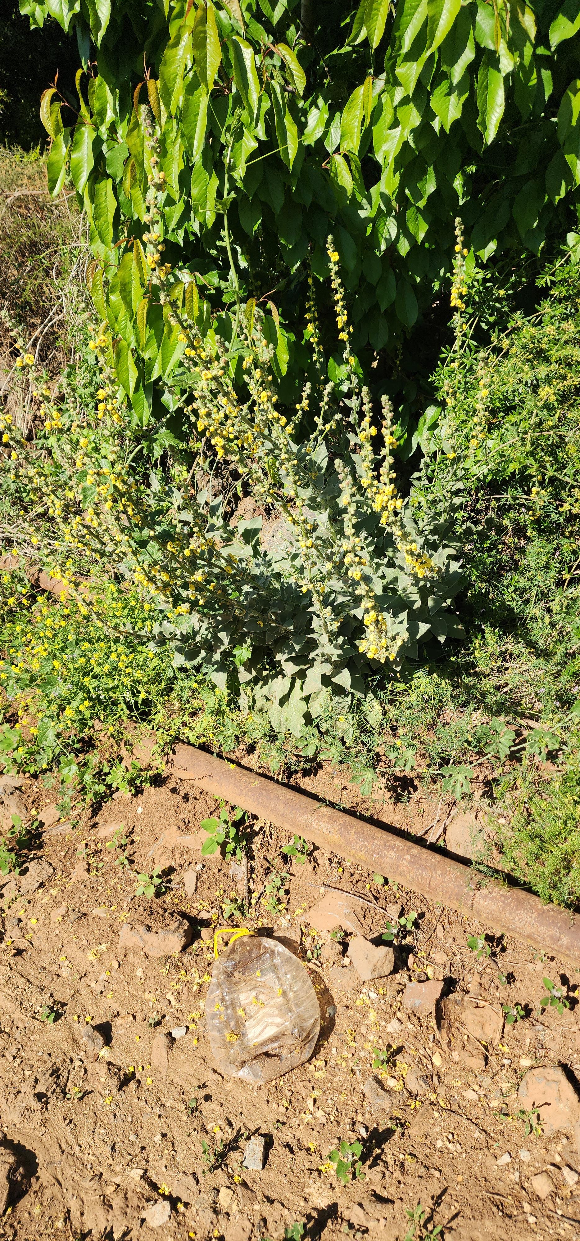 קובץ:2025-05-06T16 26 44.559642815691.jpg