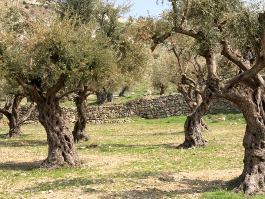 קובץ:2025-05-06T18 00 07.368026419512.jpg