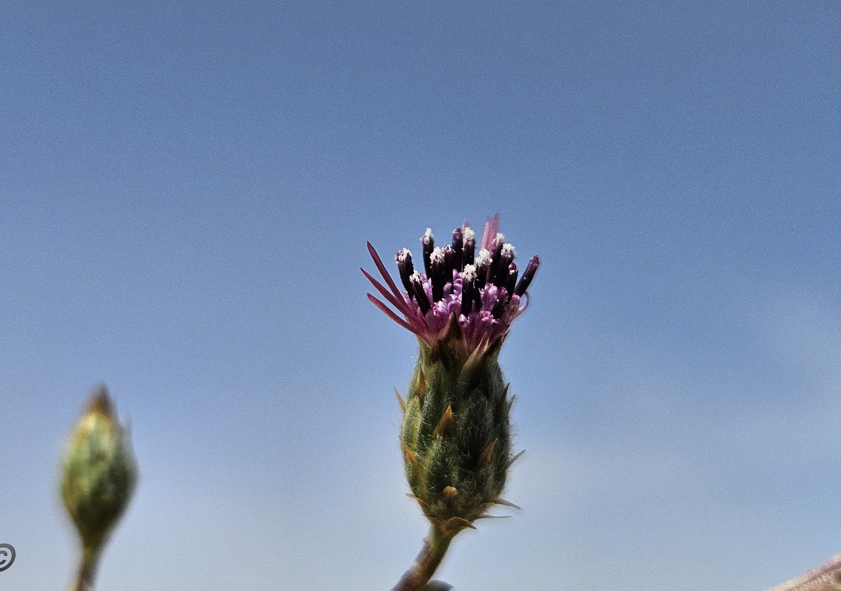 קובץ:2025-05-10T10 25 49.477441172473.jpg