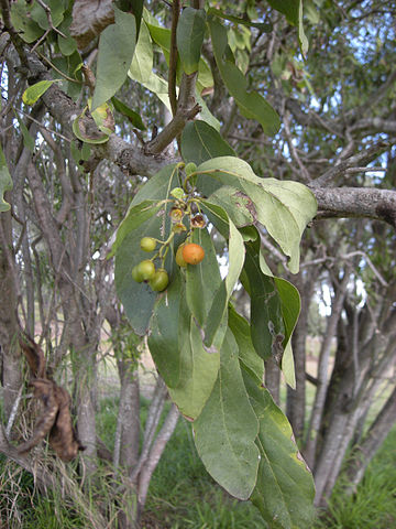 קובץ:360px-Cordia sinensis.jpg