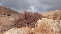 אוג קוצני 20.11.21 קניון תקוע דר.מע. ש-1.jpeg
