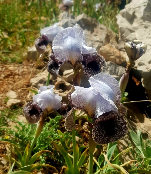 קובץ:אירוס ווסטי 10.5.23 עמק-בולען מרס-18.jpg