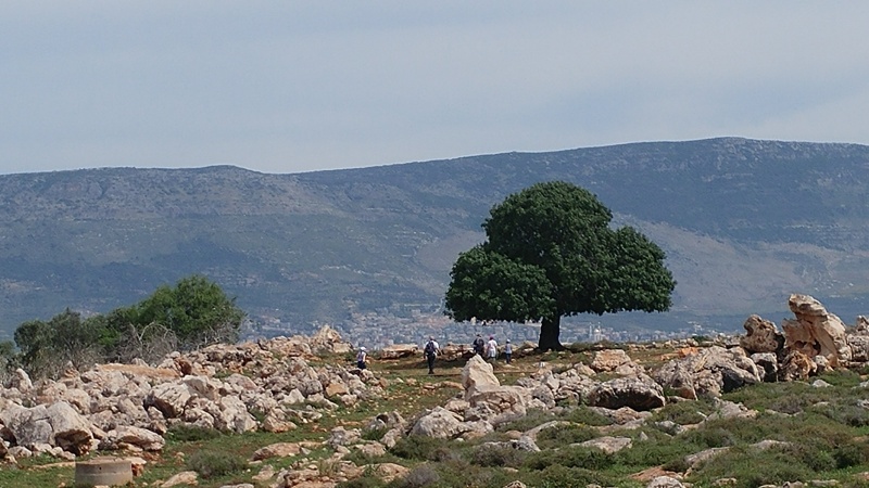 קובץ:אלה רטלנטית אשחר.jpg