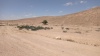 אלה שקועה בלס 6.5.23 נ.צין-עליון 700מ ש-8.jpeg
