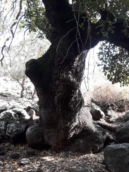 קובץ:אלוןעיןעסלייה.jpg