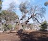 אלון מוסא-עלמי 6.11.21 שרפעת י-ם ש-4.jpeg