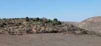 אלון מצוי במטע זיתים 5.11.21 חוות-שומרי עמק-שילה ש-1.jpeg