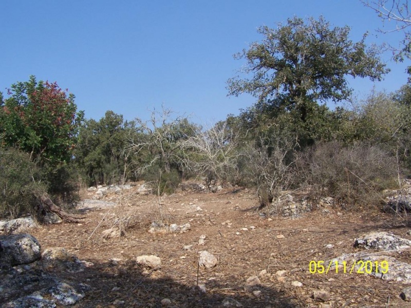 קובץ:אלון תבור-מת 5.11.19 יער-אלונים נירהר1.jpg