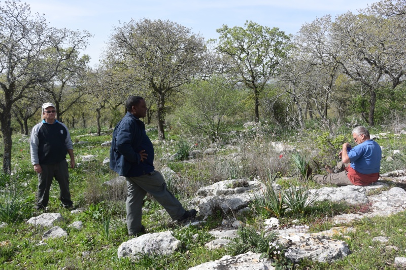 קובץ:אלון תבור 19.2.17 אלון-הגליל ש-05.JPG