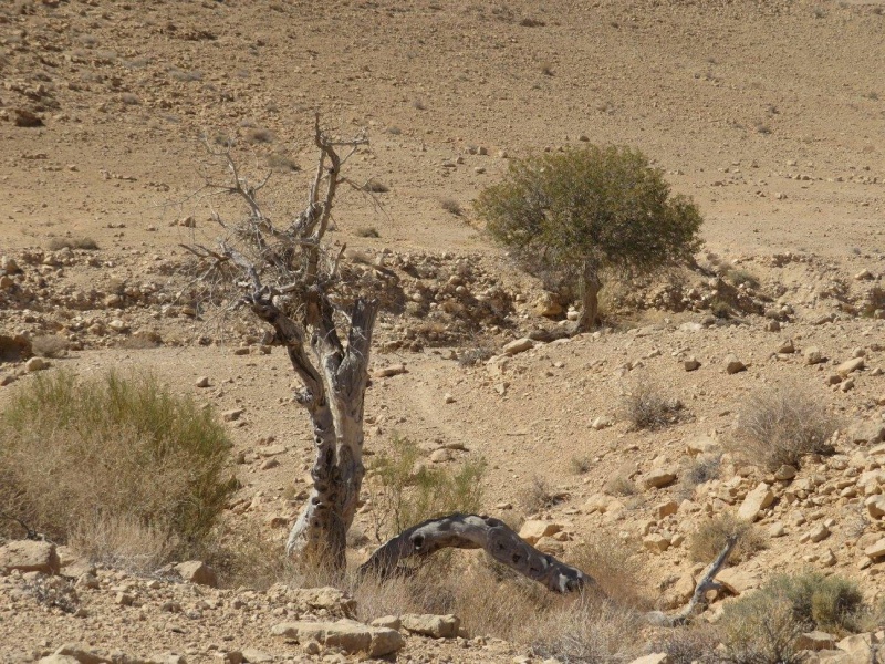 קובץ:אלותברוקה.jpg