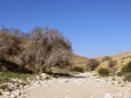 תמונה ממוזערת לגרסה מתאריך 07:59, 30 במרץ 2015