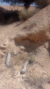 אלת בקעת-סתוונית 23.1.23 1-קילו מבור-צוות08 ה.נ..jpeg