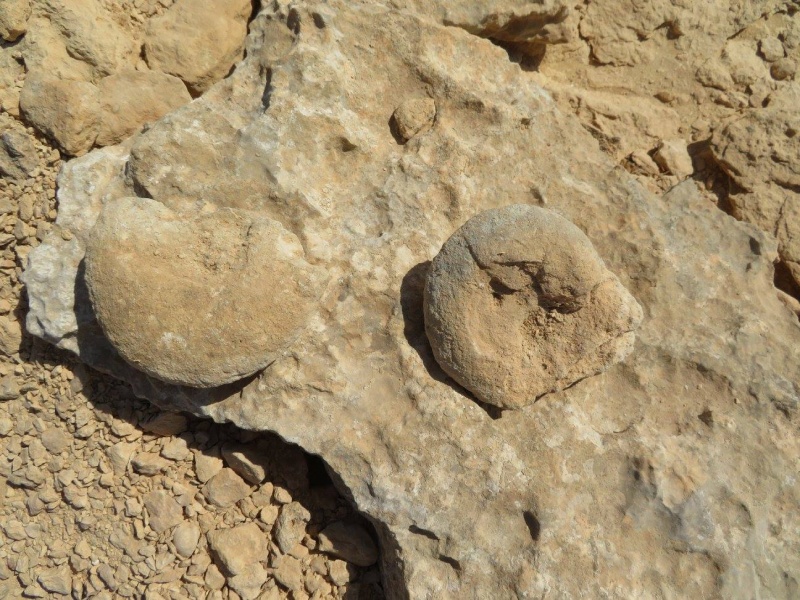 קובץ:אמוניטיםשלוחהתיכונה.jpg