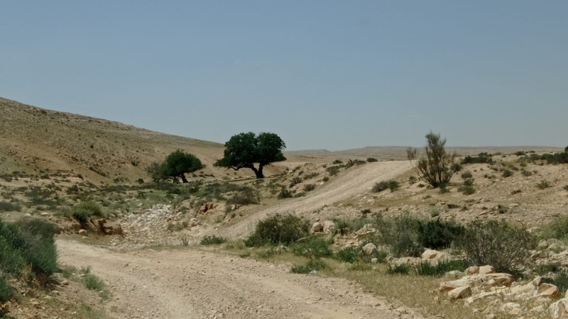 קובץ:ארבעת-האלות 6.5.23 נ.צין-עליון 700מ ש-10.jpeg