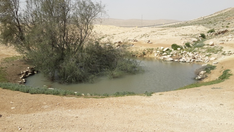 קובץ:אשל היאור 13.3.16 בור-הקצינים נה שמידע-1.jpg