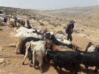 בורמיםשקתצאן.jpg