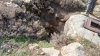 בור השקד מטע-שקדים-עזוב 10.12.21 הר-קדדים בור-השקד ר.הכנוב ש-2.jpeg