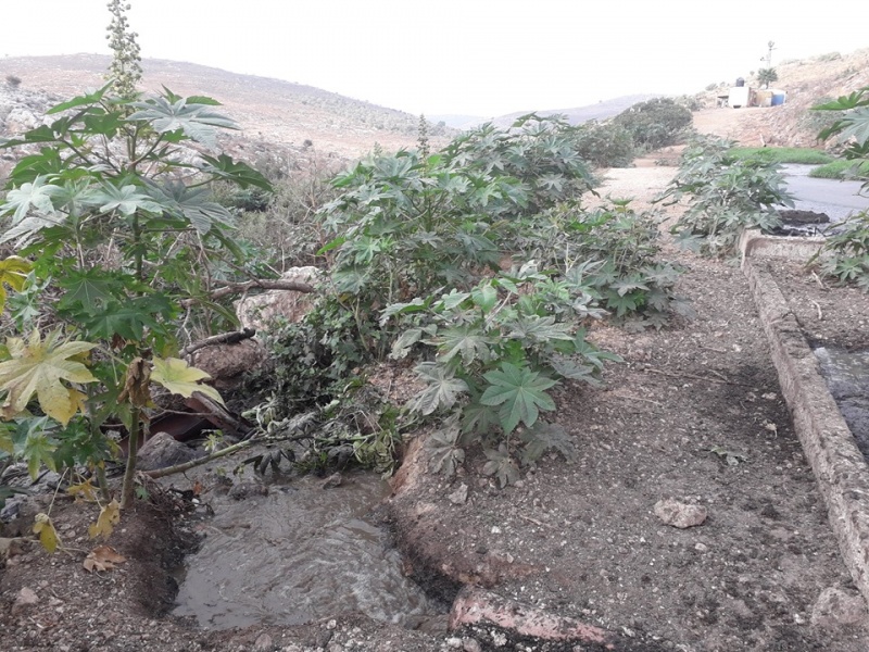 קובץ:ביובואדיבורקין.jpg