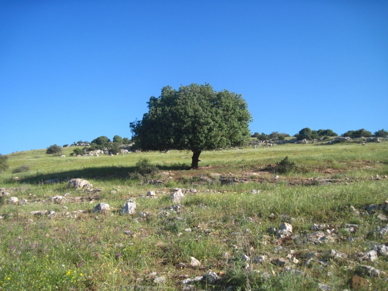 קובץ:גבעתשייחנאשי.JPG