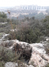 גתאלפיא.jpg