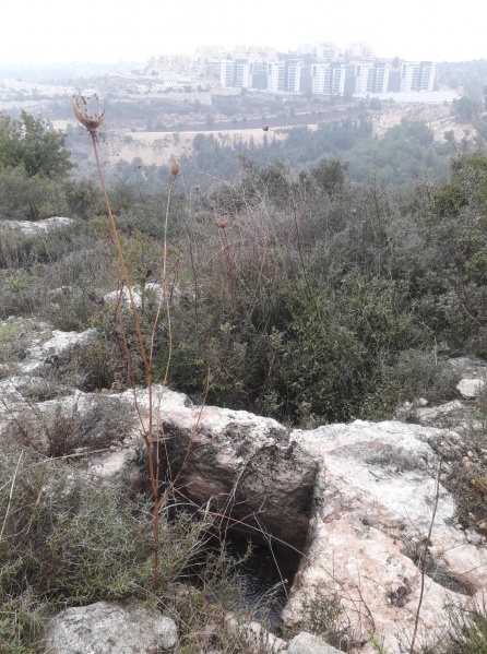 קובץ:גתאלפיא.jpg