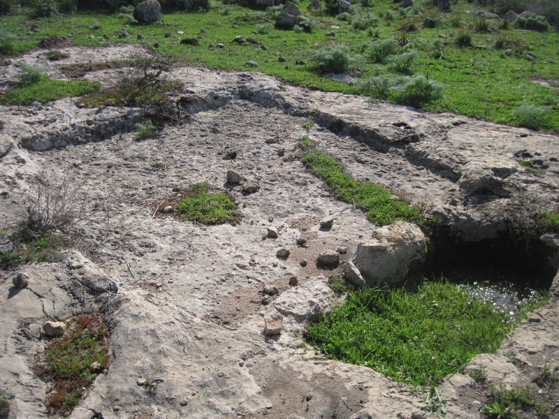 קובץ:גתרמונה.JPG