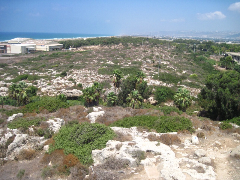 קובץ:דקליאהרן.JPG