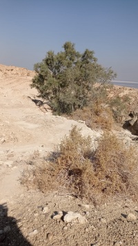 האשל הבודד על-אם-הדרך 23.1.23 דרך-המוצב הר-סדום-1.jpeg