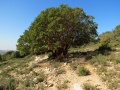 תמונה ממוזערת לגרסה מתאריך 16:05, 26 בינואר 2013