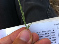 זון מרצעני 18.5.15 נפתול הירקון פ-ת ברשמש-3.JPG