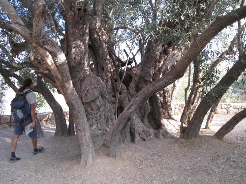 קובץ:זית.JPG