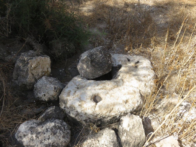 קובץ:חוליתבורמנעם.jpg