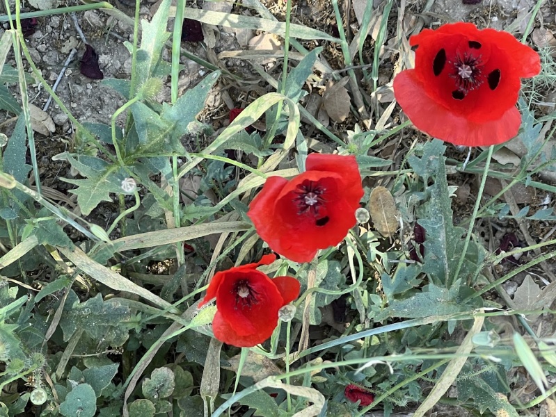קובץ:חורבת חנות.jpg