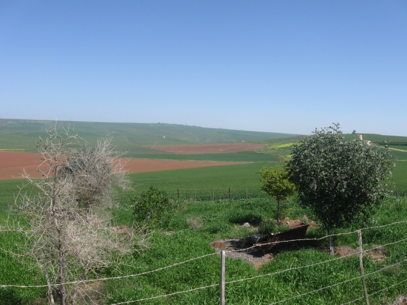 קובץ:חורשת תגלית צפון מזרחה.jpg