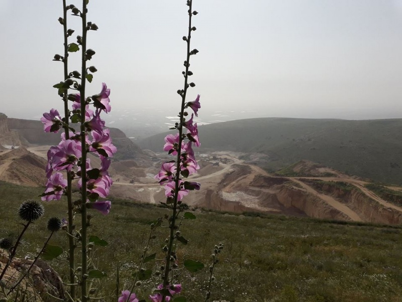 קובץ:חטמיתמחצבה.jpg