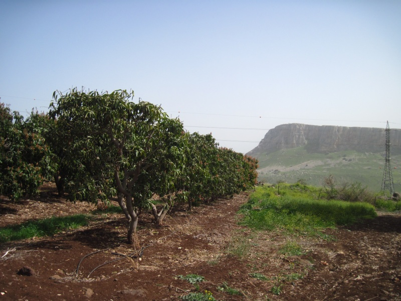 קובץ:חלקתארבל.JPG