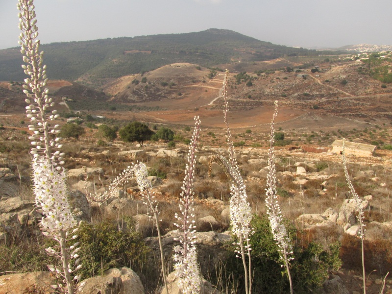 קובץ:חצבשאבימערב.JPG