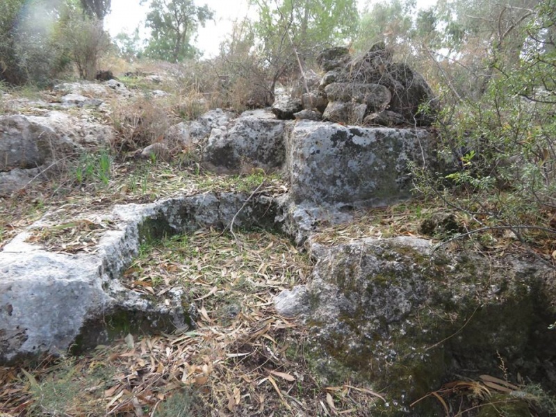 קובץ:חציבהאזנב.jpg