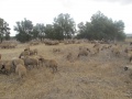 תמונה ממוזערת לגרסה מתאריך 08:54, 18 באוגוסט 2014