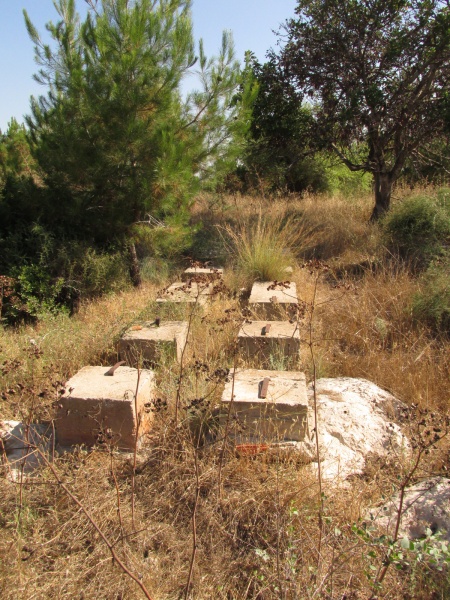 קובץ:חרוביתבטון.JPG