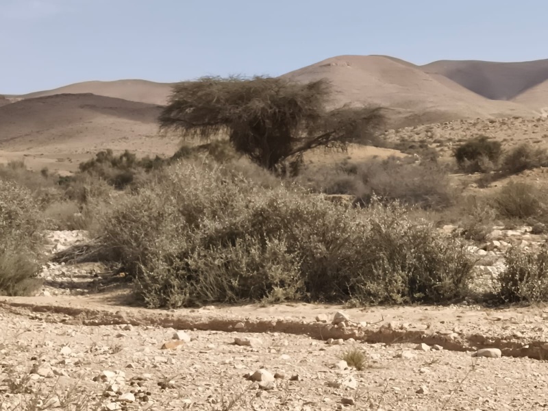 קובץ:טקסט 3.5.25 מצודות רבת-ברנע סאלמ11 .jpg