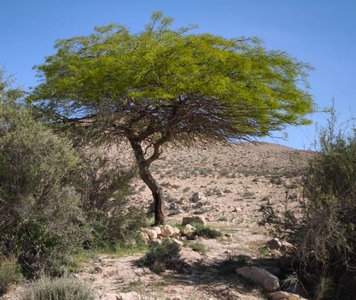 קובץ:ינבוט המסקיטו מצבת-יאיר 15.4.25 נ.סרפד ש-51.jpg