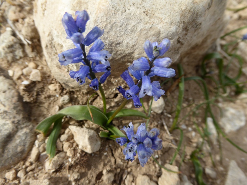 קובץ:יקינתונית מעורקת 26.1.17 סרטבה אהרוני-05.JPG