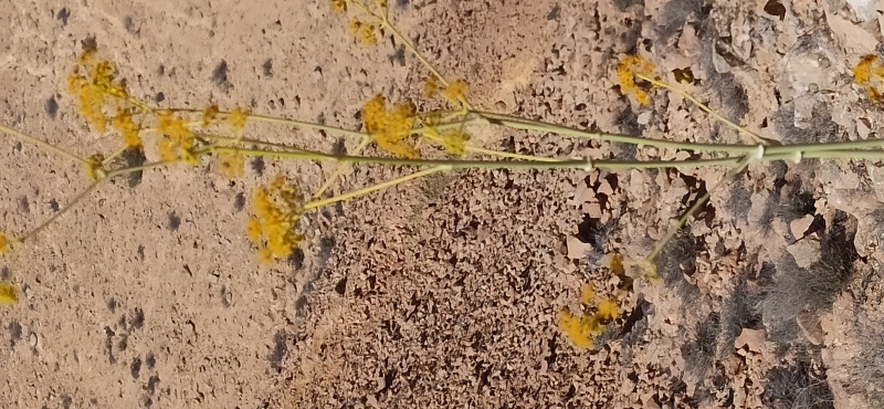 קובץ:כלך הנגב IMG 20220423 155807 .jpg