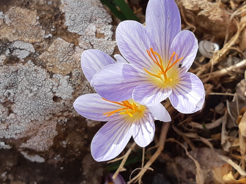 קובץ:כרכום השבכה 27.11.19 מצוק-מבוא-חמה אהרוני-16.jpg