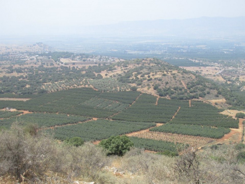 קובץ:מטעישיאון.jpg