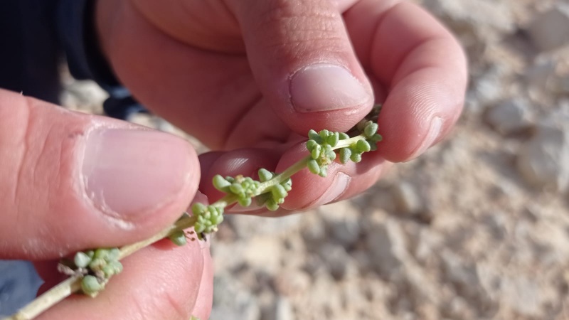 קובץ:מלחית הישימון 6.5.23 הר-נפחה ש-8.jpeg