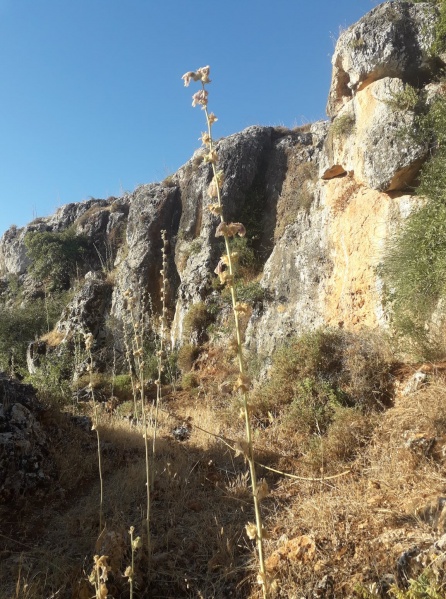 קובץ:מצוקאשקדש.jpg