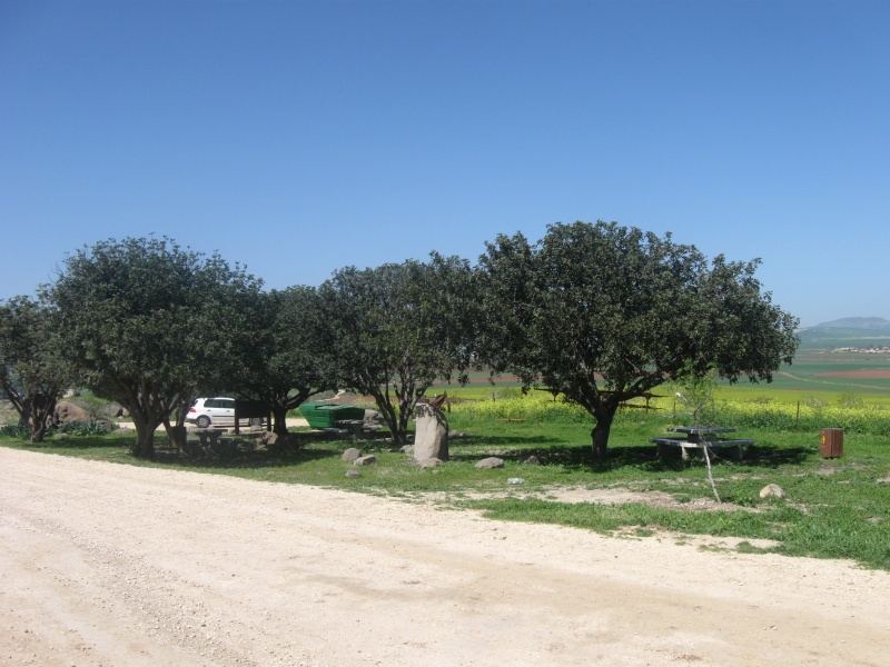 קובץ:מצפה יוסי ודוד עצים.jpg